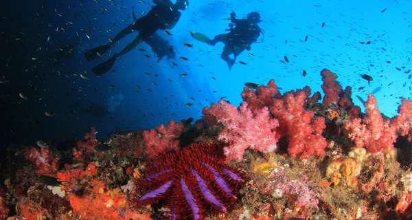 Anegada, die Insel der Korallen