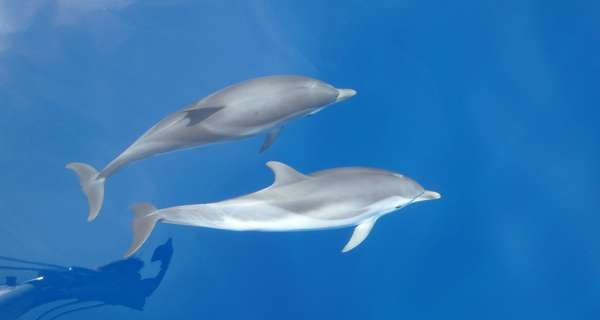 Il Santuario di Pelagos e l’osservazione dei cetacei