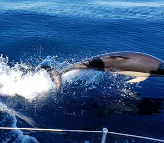 Observation des cétacés sur un voilier avec le WWF