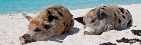 The cute little pigs of the Bahamas