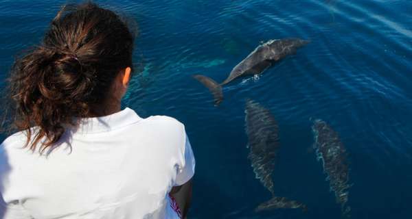 Navigare alla scoperta dei cetacei con WWF Travel